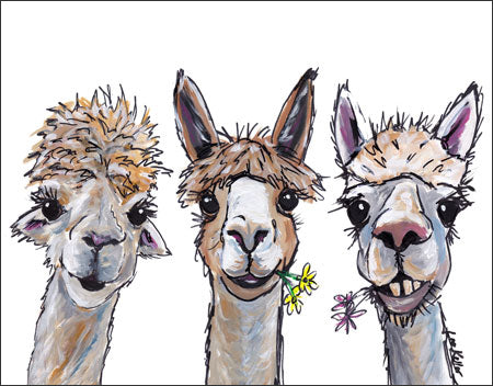 Alpaca Trio - 2416
